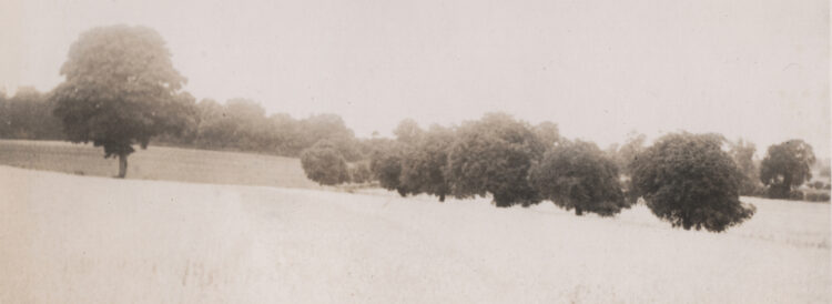 Detail of small black and white photograph showing tree and hedgerow at edge of field